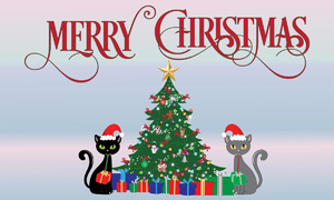 圣诞节 猫 礼物 树 假期 装饰 快乐的
