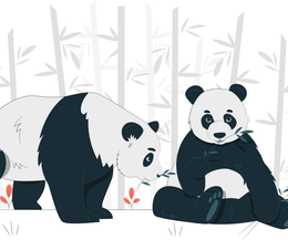 熊猫动物插画熊猫插画